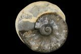 Fossil Triassic Ammonite (Ceratites) - Germany #130204-1